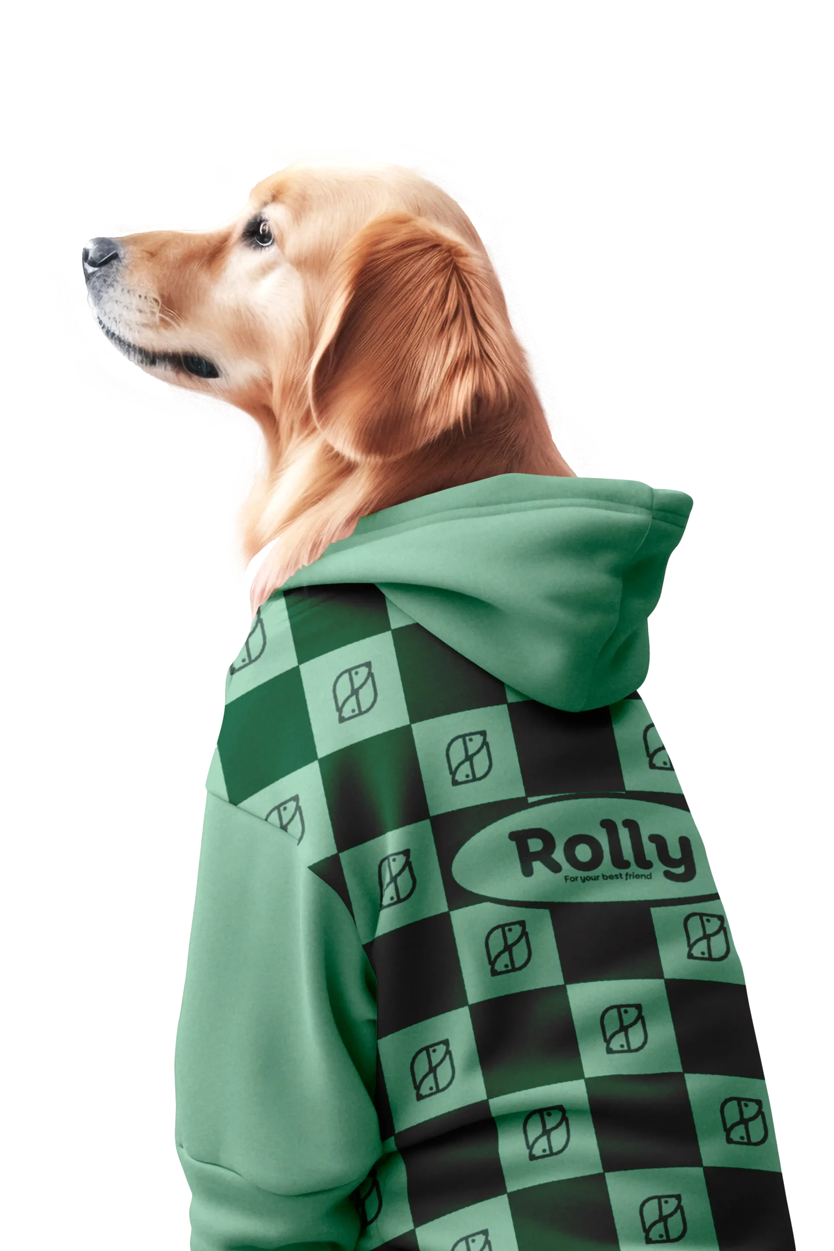 ROLLY 8
